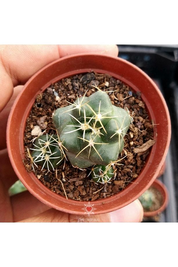 Coryphantha Elephantidens - Mor Renk Çiçek Açan Kaktüs Sukulent - 3
