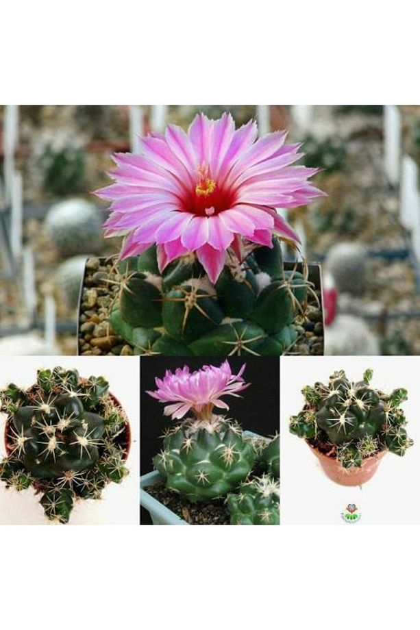 Coryphantha Elephantidens - Mor Renk Çiçek Açan Kaktüs Sukulent - 6
