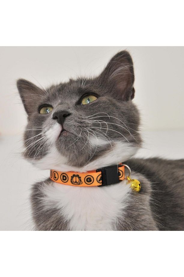 Kedi Boyun Tasması Sarı Yuvarlak Font 1 Cm - 4