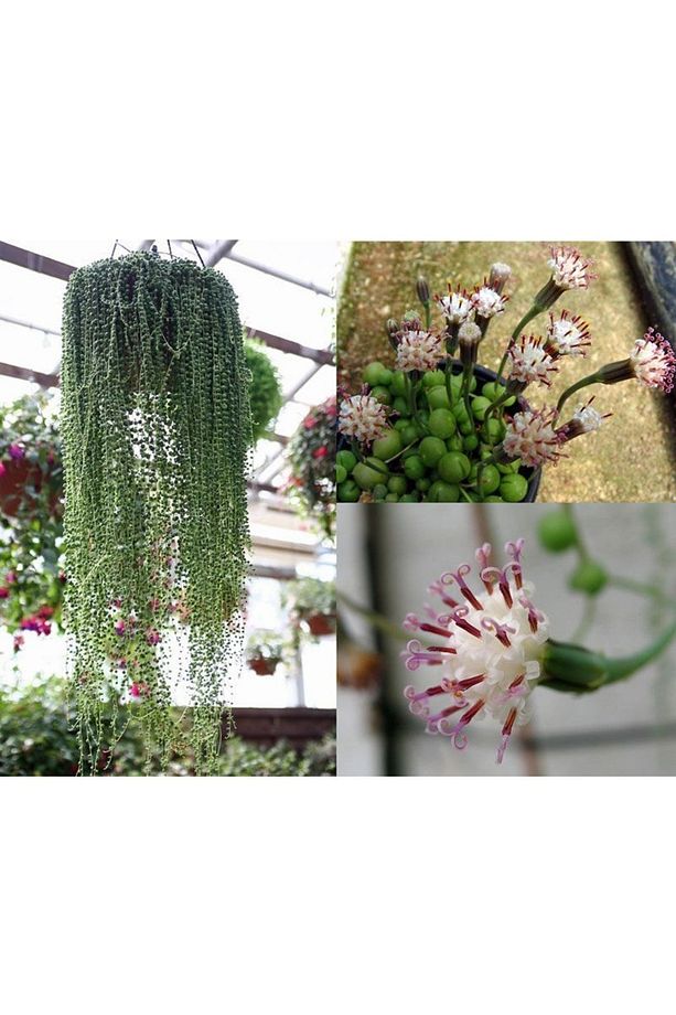 Senecio Rowleyanus Boncuk,tespih Çiçeği Timsah Gözü Sukulent - 4