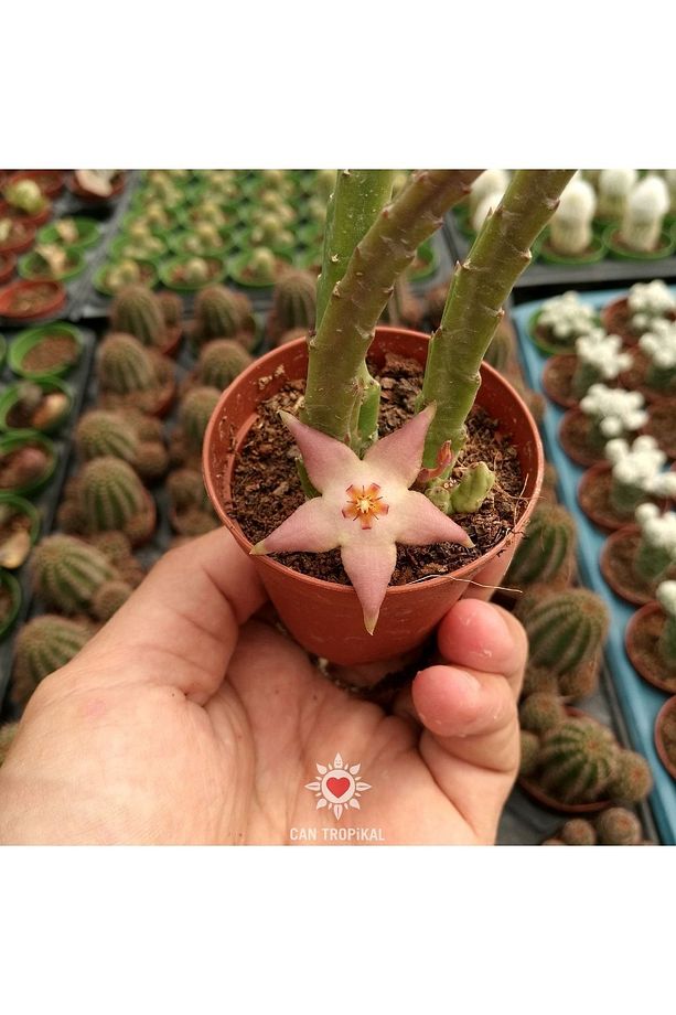 Stapelia Divaricata, Pembe Çiçek Açan Sukulent Leş Kaktüs - 2