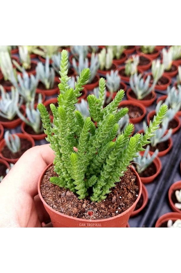 Crassula Muscosa, Çiçekleri Kokulu, Prenses Çamı, Sukulent Kaktüs - 1