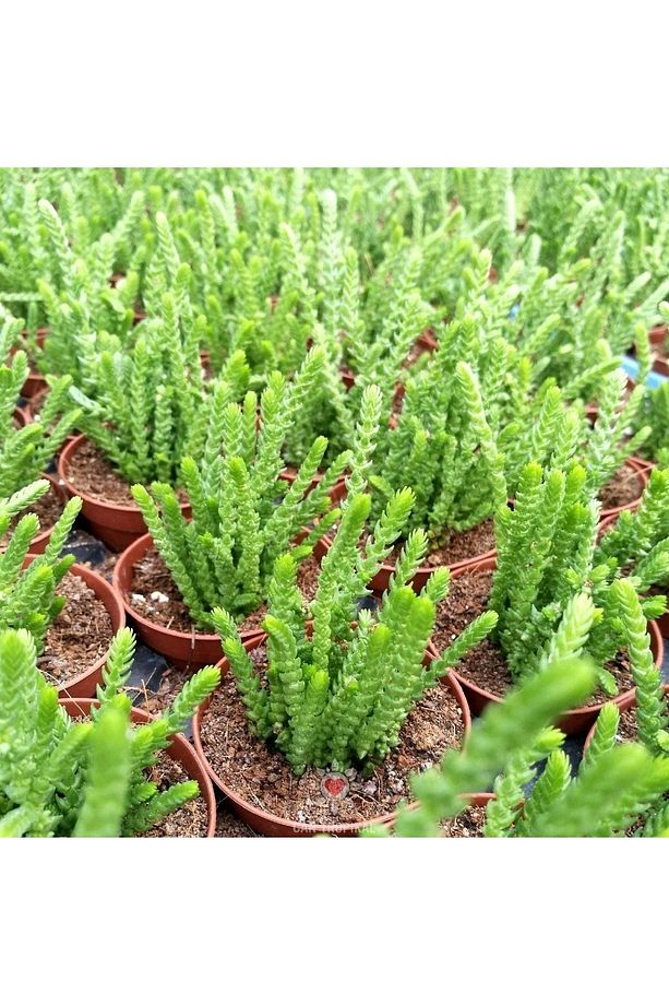 Crassula Muscosa, Çiçekleri Kokulu, Prenses Çamı, Sukulent Kaktüs - 3