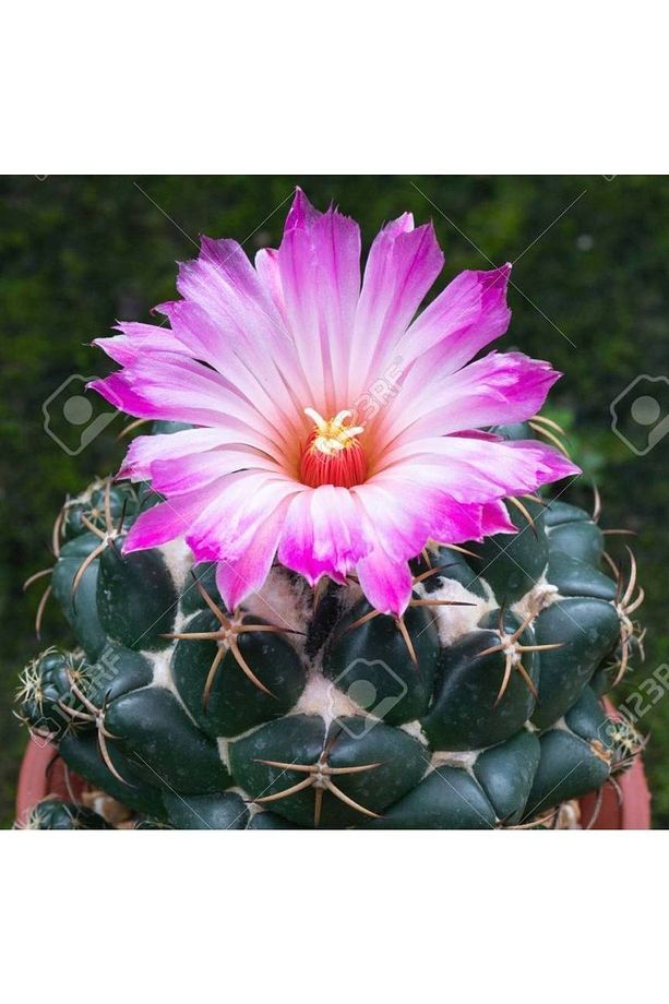 Coryphantha Elephantidens - Mor Renk Çiçek Açan Kaktüs Sukulent - 1