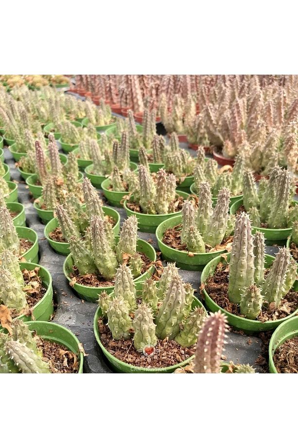 Orbea Variegata Leş Kaktüs Kaktüs Kaktüs Sukulent - 4