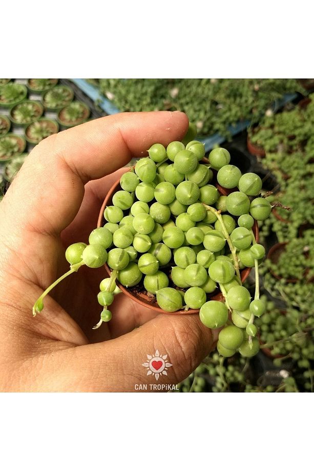 Senecio Rowleyanus Oval Boncuk Çiçeği Tespih Çiçeği Sukulent - 3