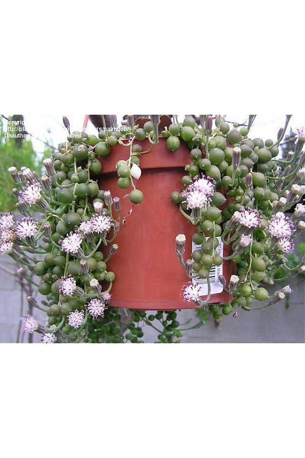 Senecio Rowleyanus Boncuk,tespih Çiçeği Timsah Gözü Sukulent - 1