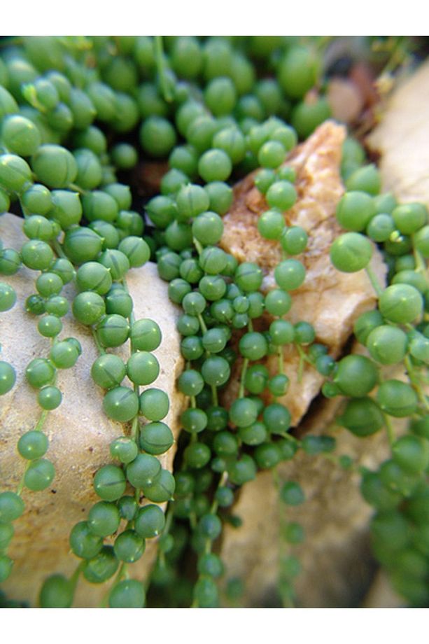 Senecio Rowleyanus Boncuk,tespih Çiçeği Timsah Gözü Sukulent - 5
