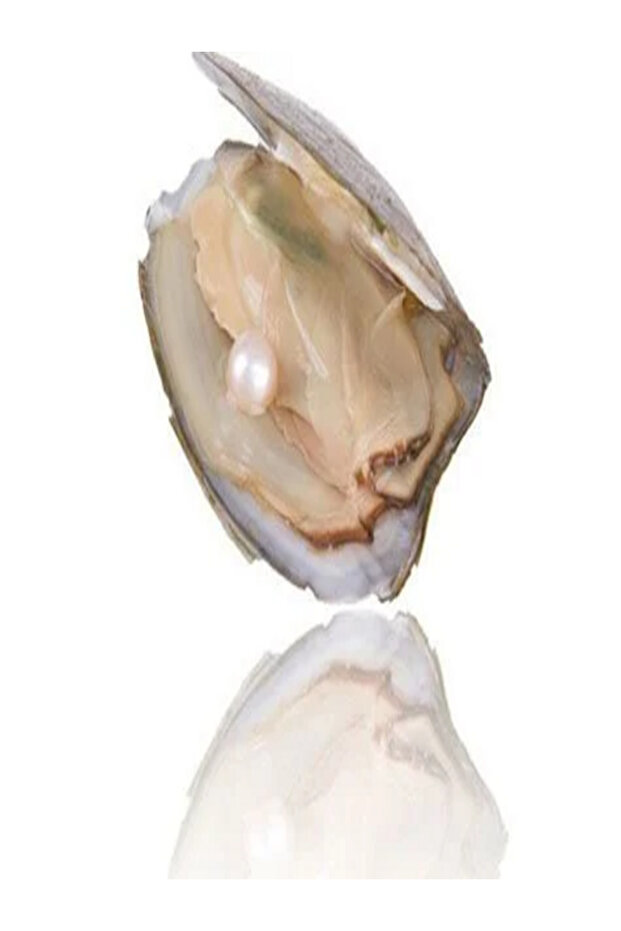 Oyster Necklace Set with Real Pearl Pendant