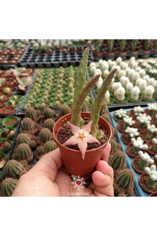 Stapelia Divaricata, Pembe Çiçek Açan Sukulent Leş Kaktüs - 3