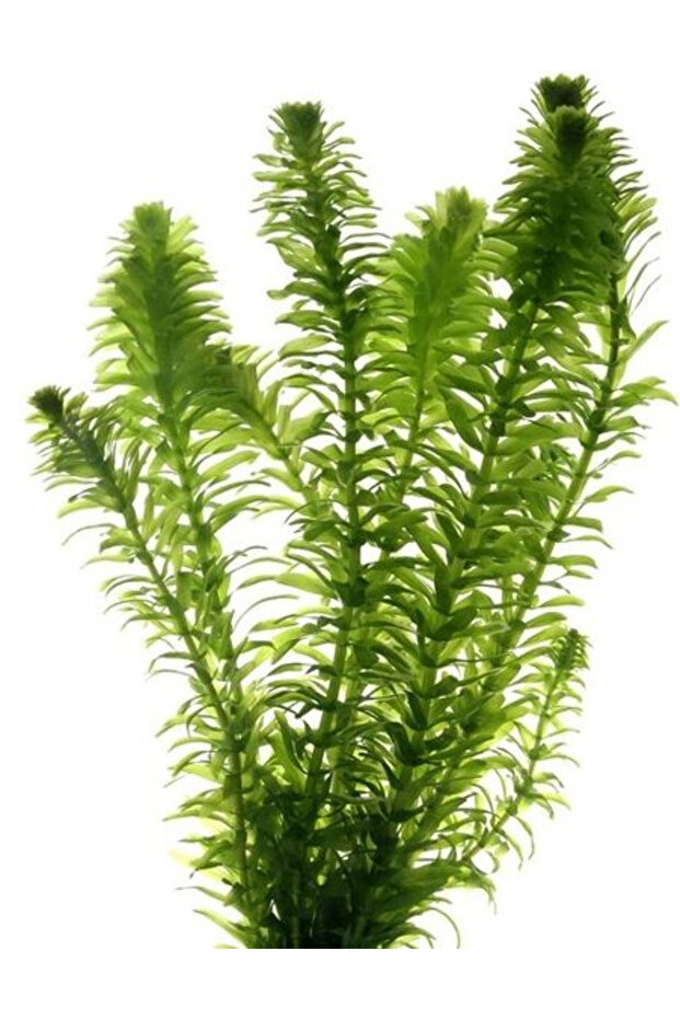 Akvaryum Canlı Bitki (1 Saksı) (Elodea Canadensis) - 1