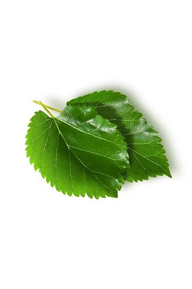 Taze Dut Yaprağı Dalından Dut Yaprağı 200gr. - 1