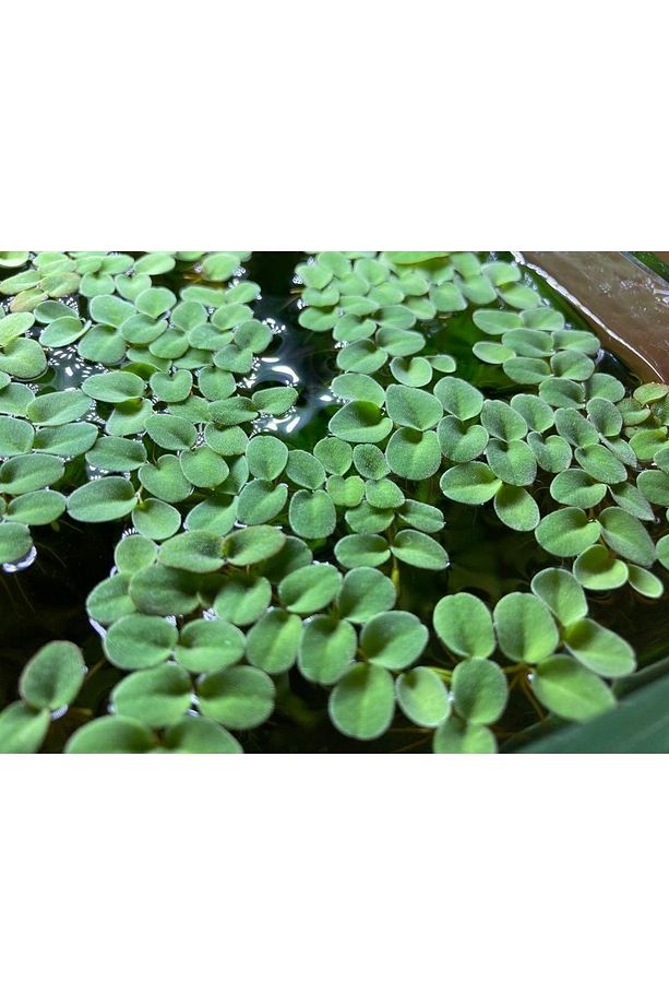 100 Yaprak Salvinia Natans Minima Su Üstü Bitkisi 100 Adet Akvaryum Su Üstü Bitkisi - 3