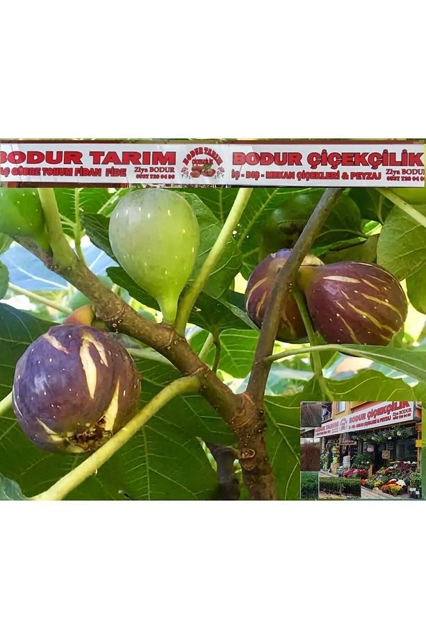 Bulancak 2 Yaşında Yarı Bodur Doku Kültürü Tüplü Topraklı Yöresel Patlıcan Incir Meyve Fidanı - 2