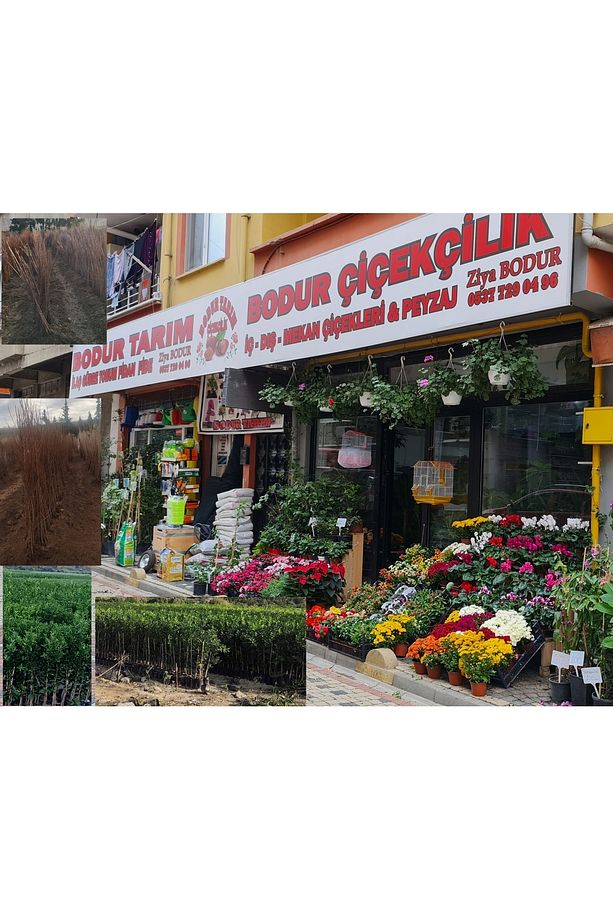 Bulancak 2 Yaşında Yarı Bodur Doku Kültür Tüplü Topraklı Sarı Zeybek Lop Incir Meyve Fidanı - 3