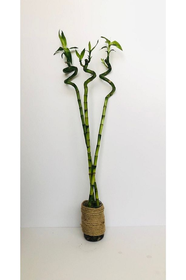 3 Adet 60-70 Cm Şans Bambusu - Lucky Bamboo - 1