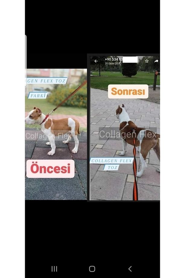 Collagen Flex Orjinal Ve Resmi Patentli, Köpeklerde Ileri Düzey Gelişim Seti. - 3