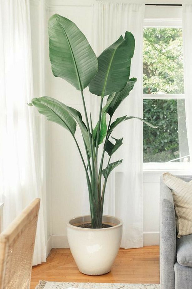 Starliçe Cennet Kuşu Çiçeği - Büyük Boy ( 2 Metre) - Strelitzia Nicolai Canlı Salon Bitkisi - 1