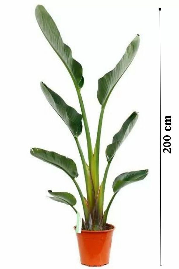 Starliçe Cennet Kuşu Çiçeği - Büyük Boy ( 2 Metre) - Strelitzia Nicolai Canlı Salon Bitkisi - 4