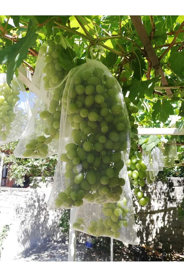 27/37, 100 adet.büyuk salkımlaricin Üzüm saklama torbası - 7