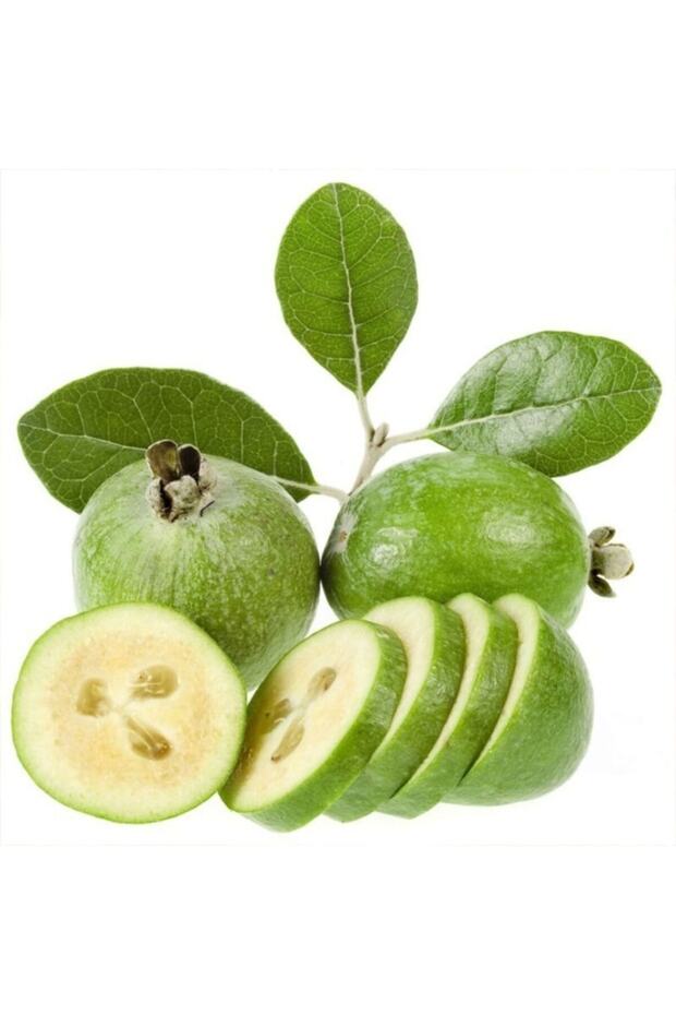Saksıda Lezzetli Feijoa Kaymak Ağacı Fidanı - 1