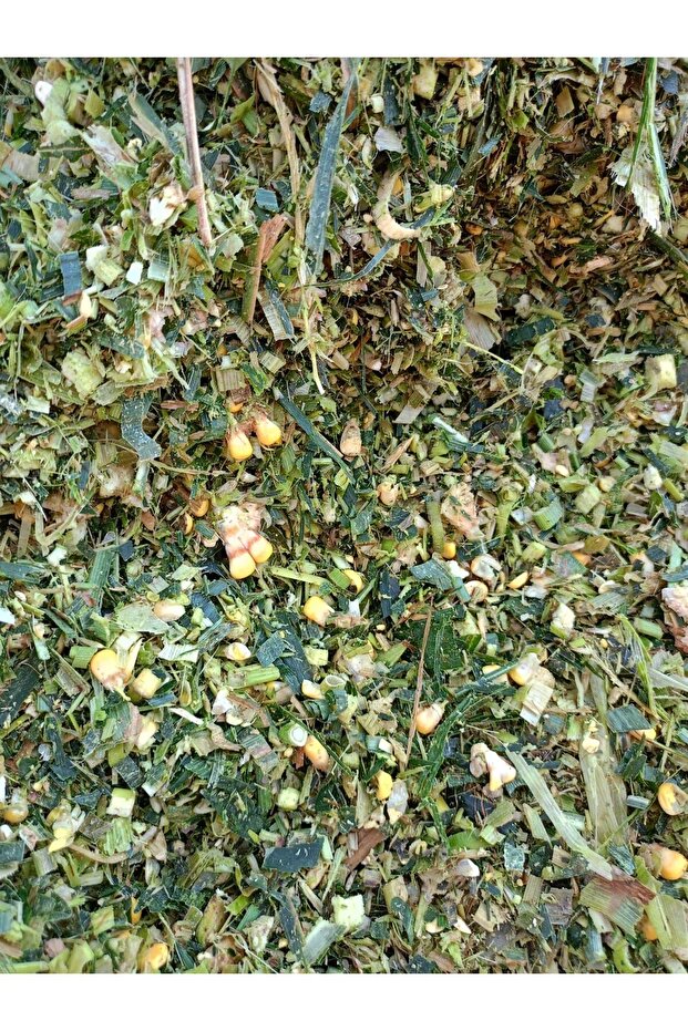 1kg mısır silajı