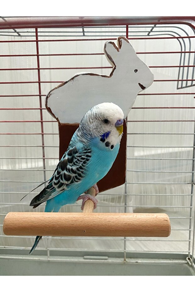 نموذج أرنب أبيض عاكس الطيور جثم - 4