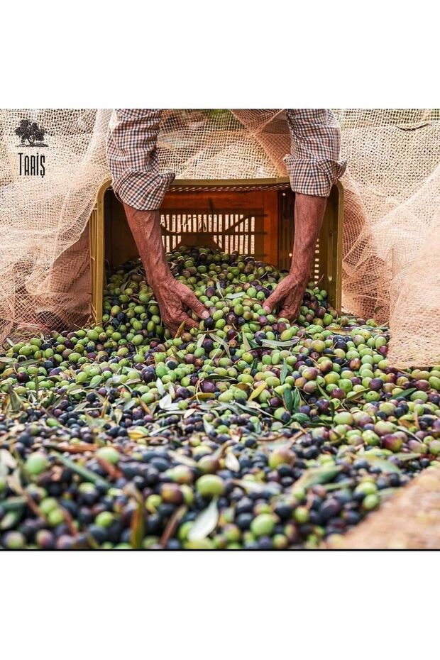 175 Grams Olive Leaf Soap - 4