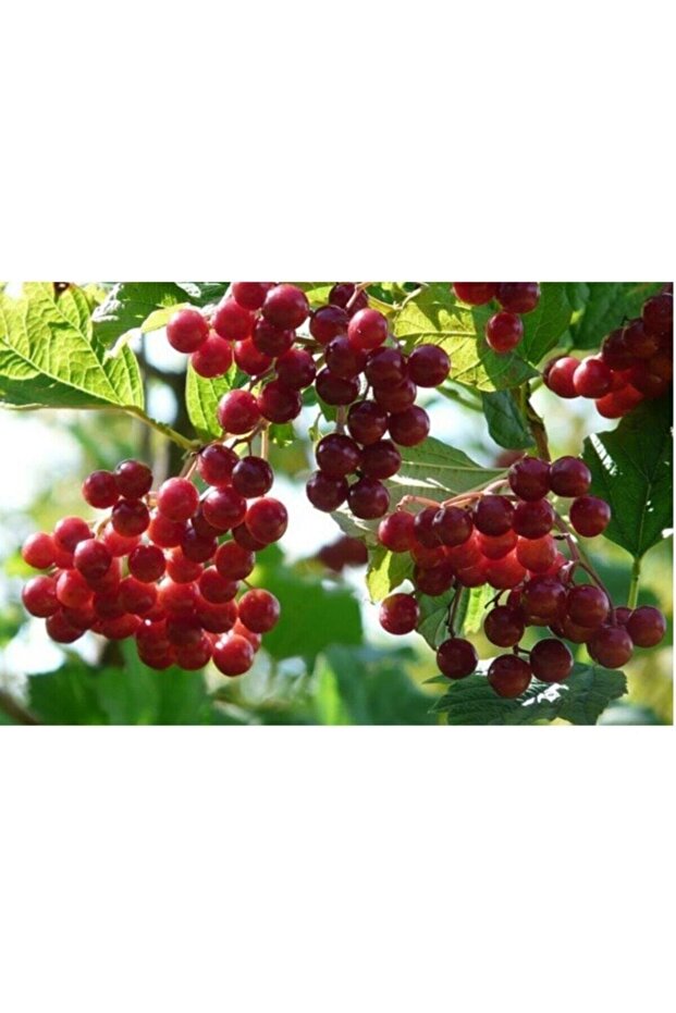 Gilaburu Suyu 5 lt - 2