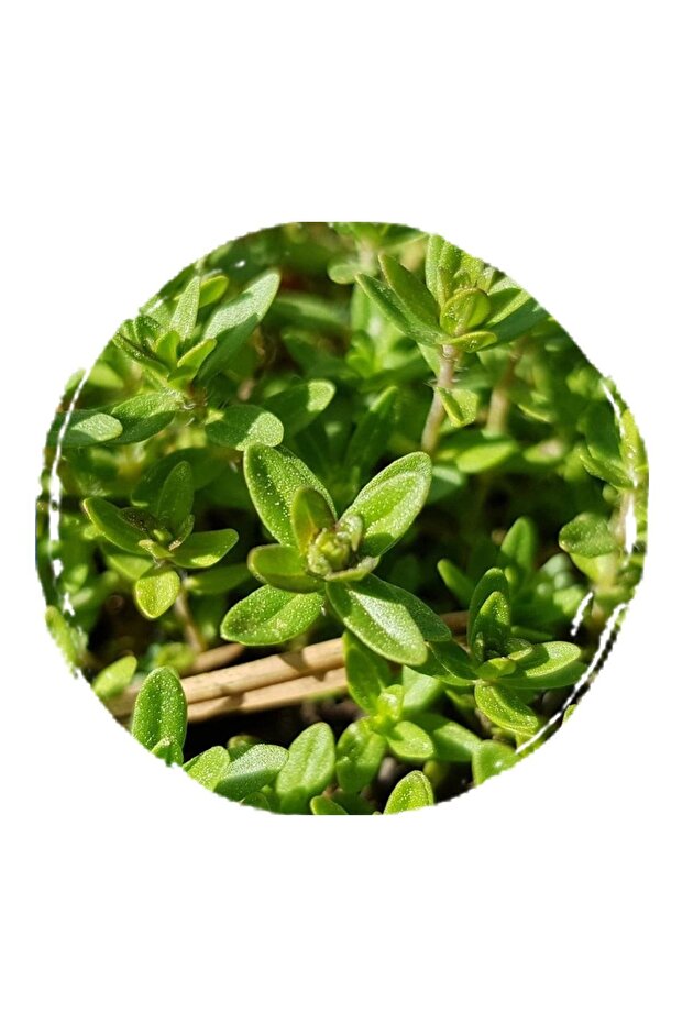 Kekik Yağı - 30 ml - 3