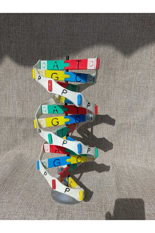 DNA MODEL MATERYAL SETİ - 1