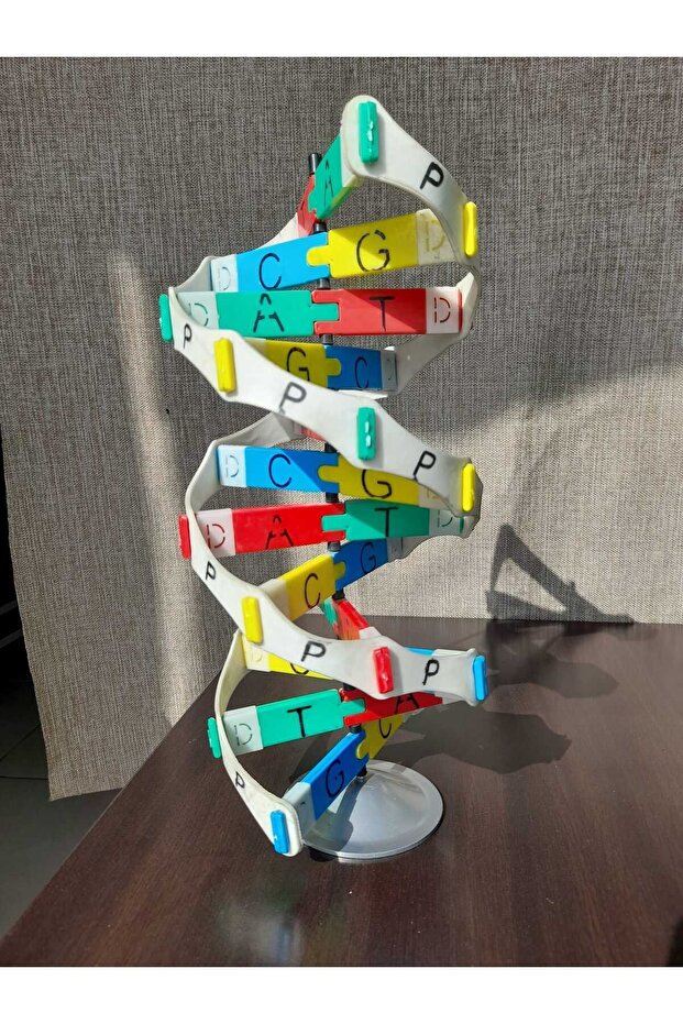 DNA MODEL MATERYAL SETİ - 2