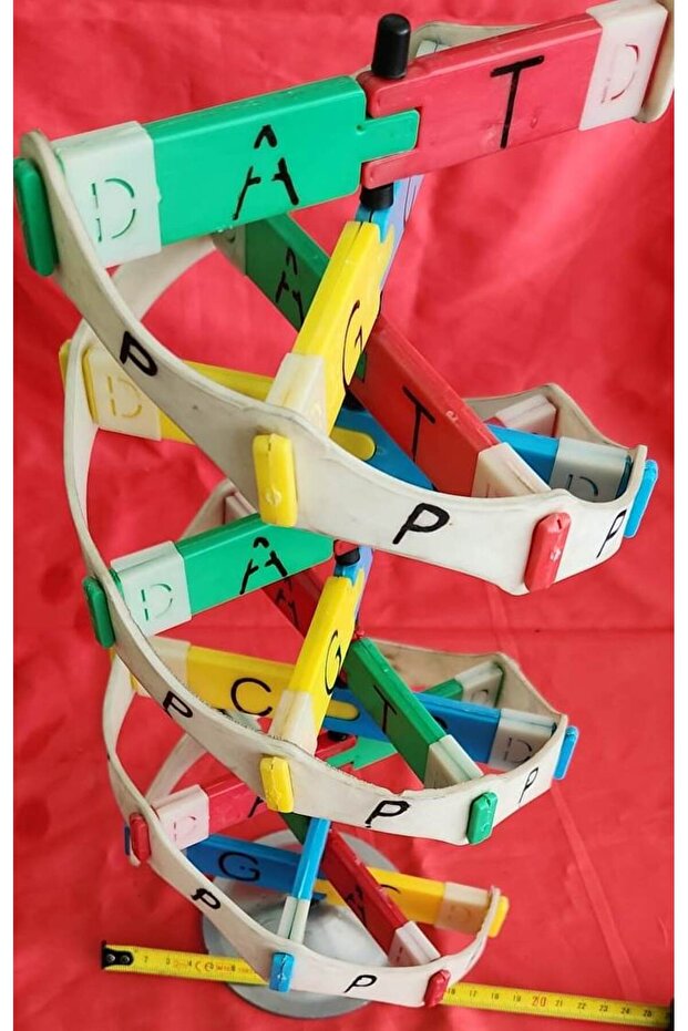 DNA MODEL MATERYAL SETİ - 3