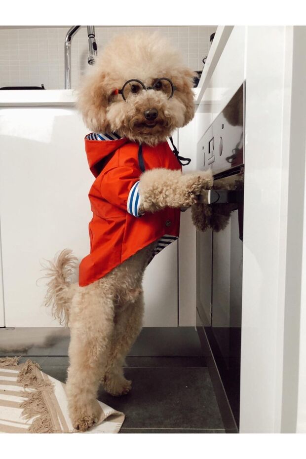 معطف واق من المطر أحمر - 4