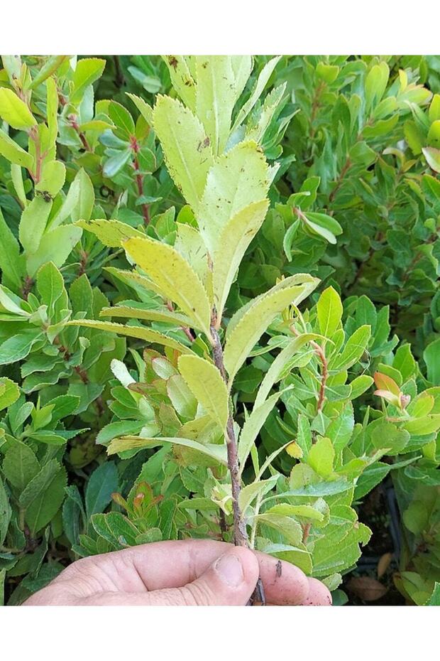 Kocayemiş (Dağ çileği) - 2