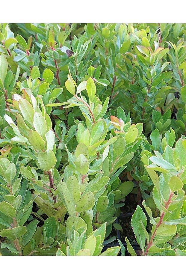 Kocayemiş (Dağ çileği) - 3