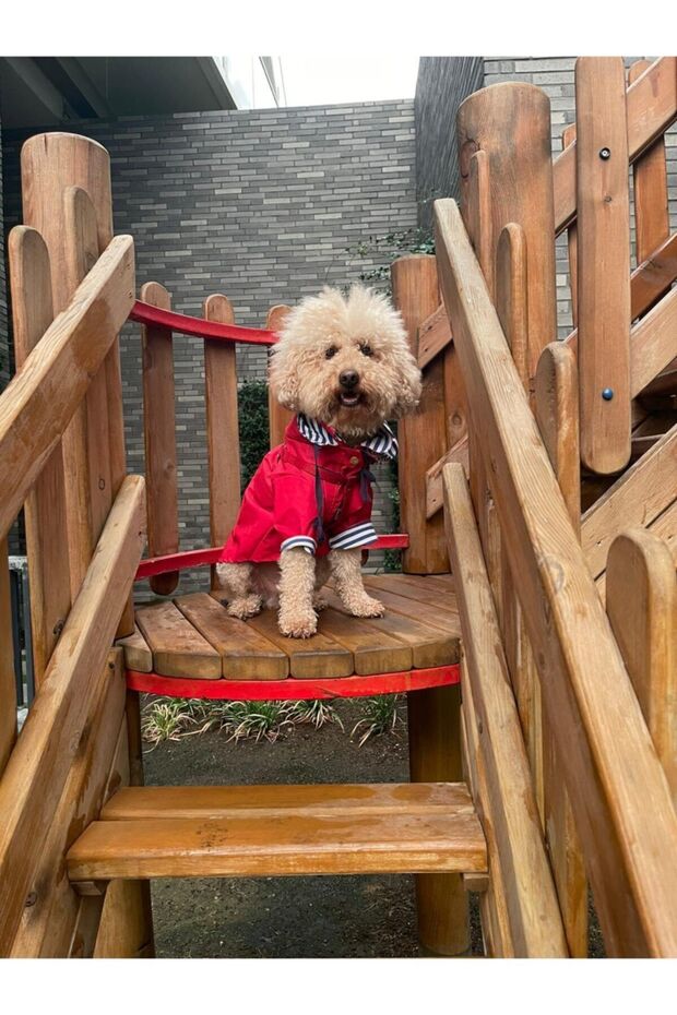 معطف واق من المطر أحمر - 6