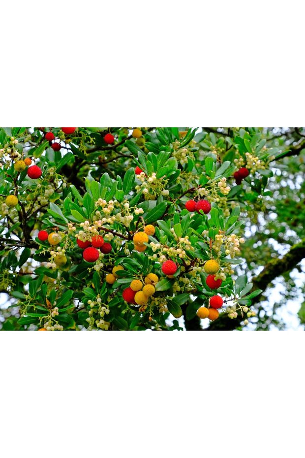 Kocayemiş (Dağ çileği) - 1