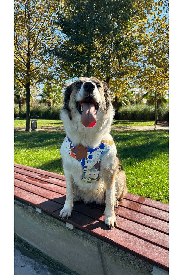 Rio Soft Köpek Göğüs Tasması - 2