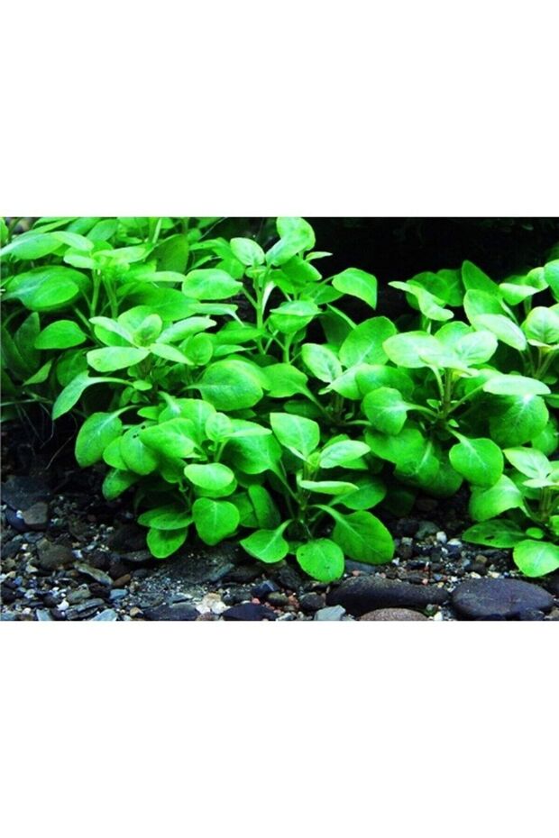 lobelia cardinalis - 1