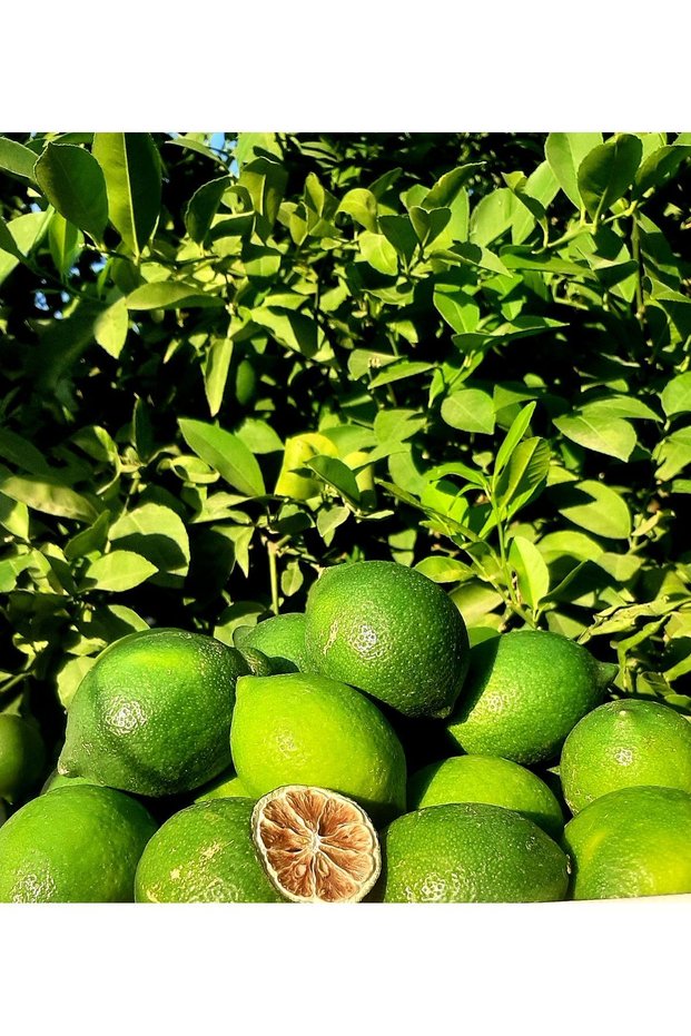 Dried Lemon 1 Kilo Is 100% Natural. Does Not Contain Any Additives.