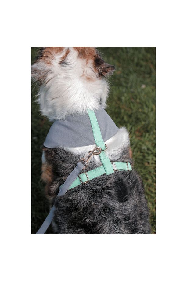 Alf Soft Köpek Göğüs Tasma Seti - 2