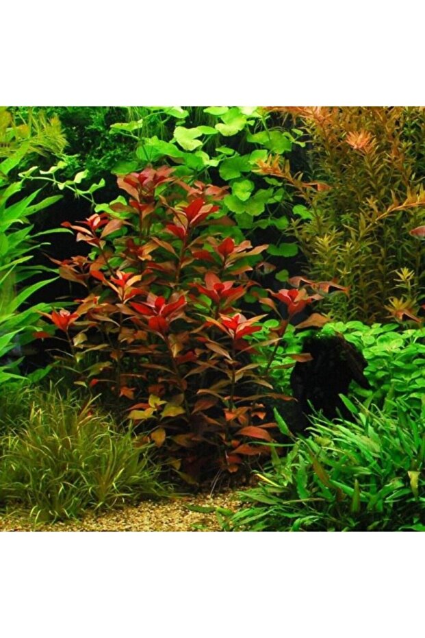 Ludwigia Diamond repens - 1
