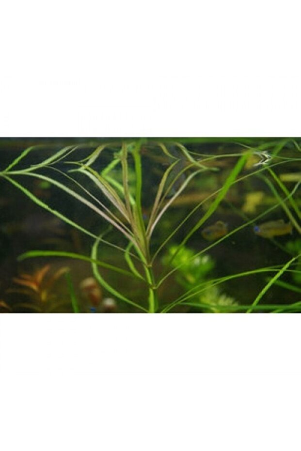 Pogostemon Stellatus Octopus - 1