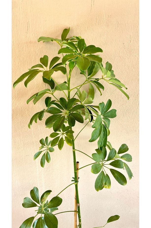 Şeflera Bitkisi 140 150 Cm Schefflera Bitkisi 5 Parmak Bitkisi Ev Bitkisi Ofis Bitkisi Tek Kök. - 1