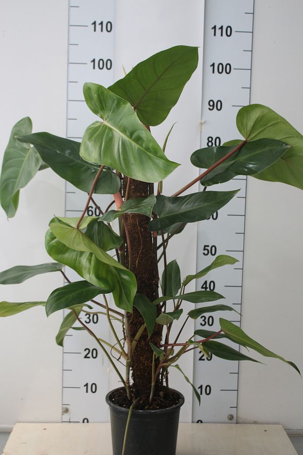 Kalp Yapraklı Philodendron Bitkisi 100-130Cm Sopalı Canlı Bitki Salon Bitkisi - 1