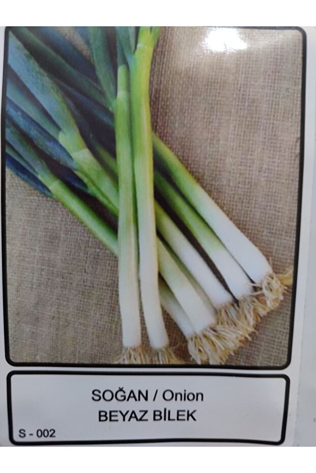 Yeşil soğan
