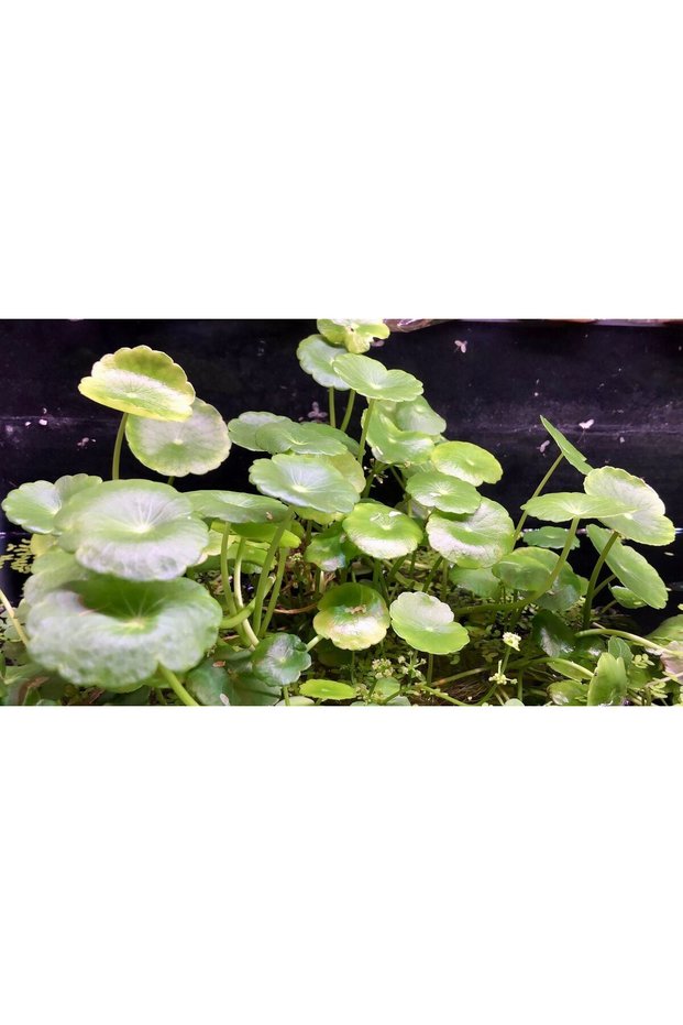Hydrocotyle verticallite