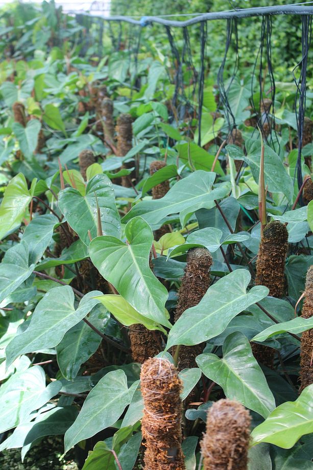 Kalp Yapraklı Philodendron Bitkisi 100-130Cm Sopalı Canlı Bitki Salon Bitkisi - 2