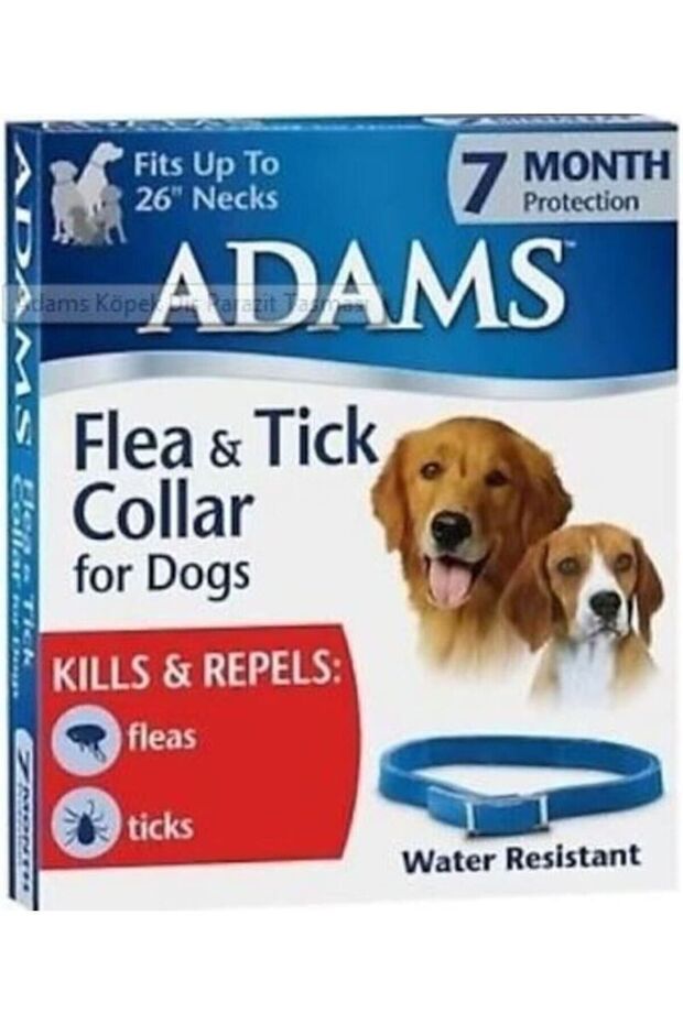 PİRE TASMASI KÖPEK - 1